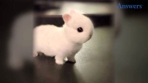 tiny bunny porn|'tiny bunny' Search .